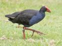 Porphyrio melanotus (Australasian Swamphen).jpg